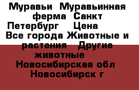 Муравьи, Муравьинная ферма. Санкт-Петербург. › Цена ­ 550 - Все города Животные и растения » Другие животные   . Новосибирская обл.,Новосибирск г.